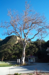 Tree at Santa Barbara Rest Area