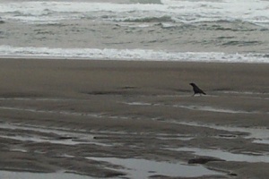 A crow for Denny