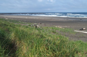 The beach, with beach grass, when the sun finally came out