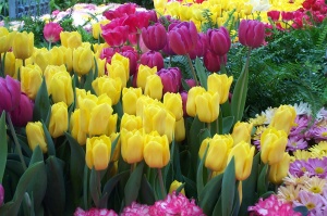 Tulips in the Bellagio indoor garden