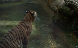 Tiger in water