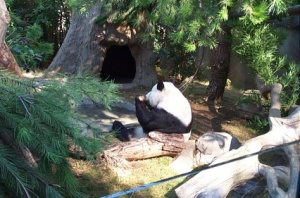 Bai Yun lunching