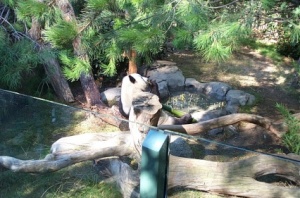 Bai Yun lunching