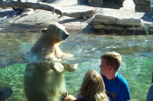 Polar Bear cubs in the pool