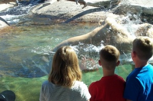 Polar Bear cubs in the pool