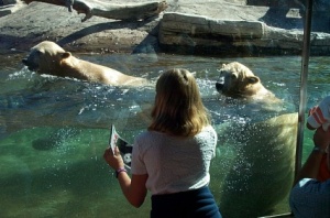 Polar Bear cubs in the pool