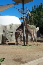Giraffes lunching
