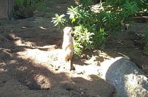 Meercat standing guard