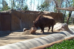 Rhino and cardboard box