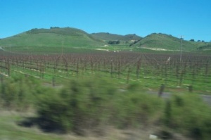 Vineyards