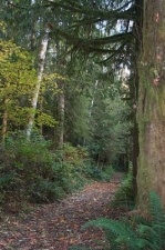 Trail